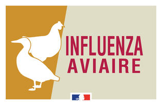 visuel Influenza Aviaire